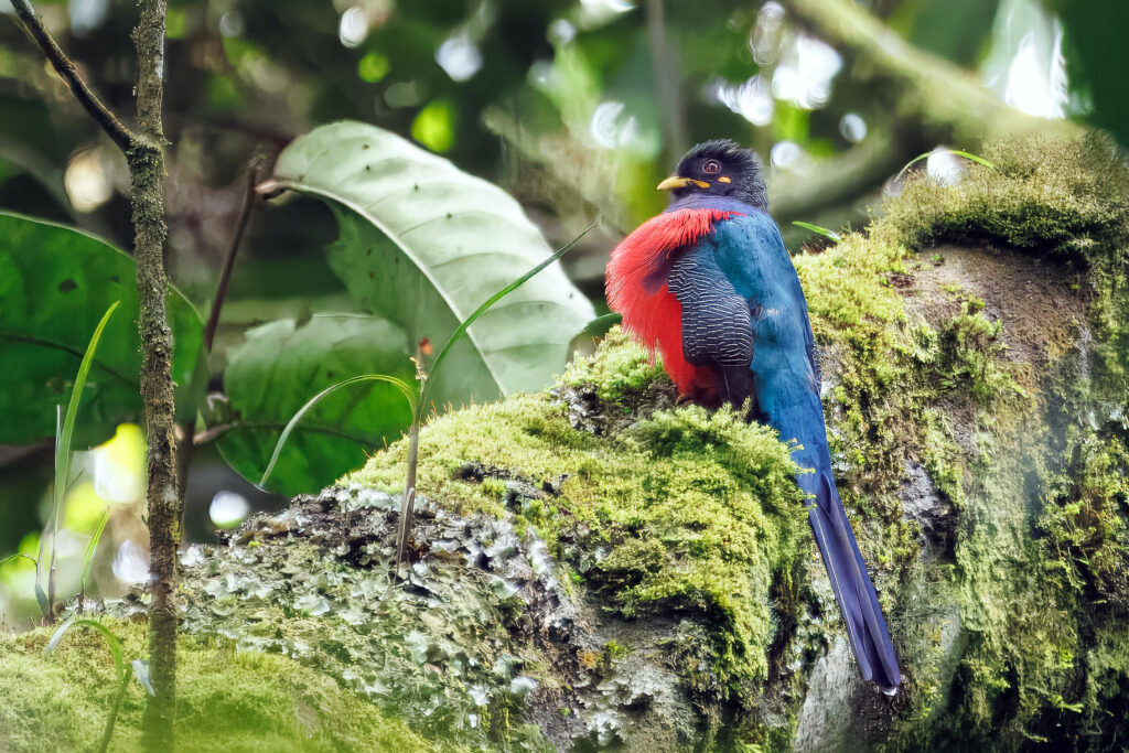 bar tailed trogon