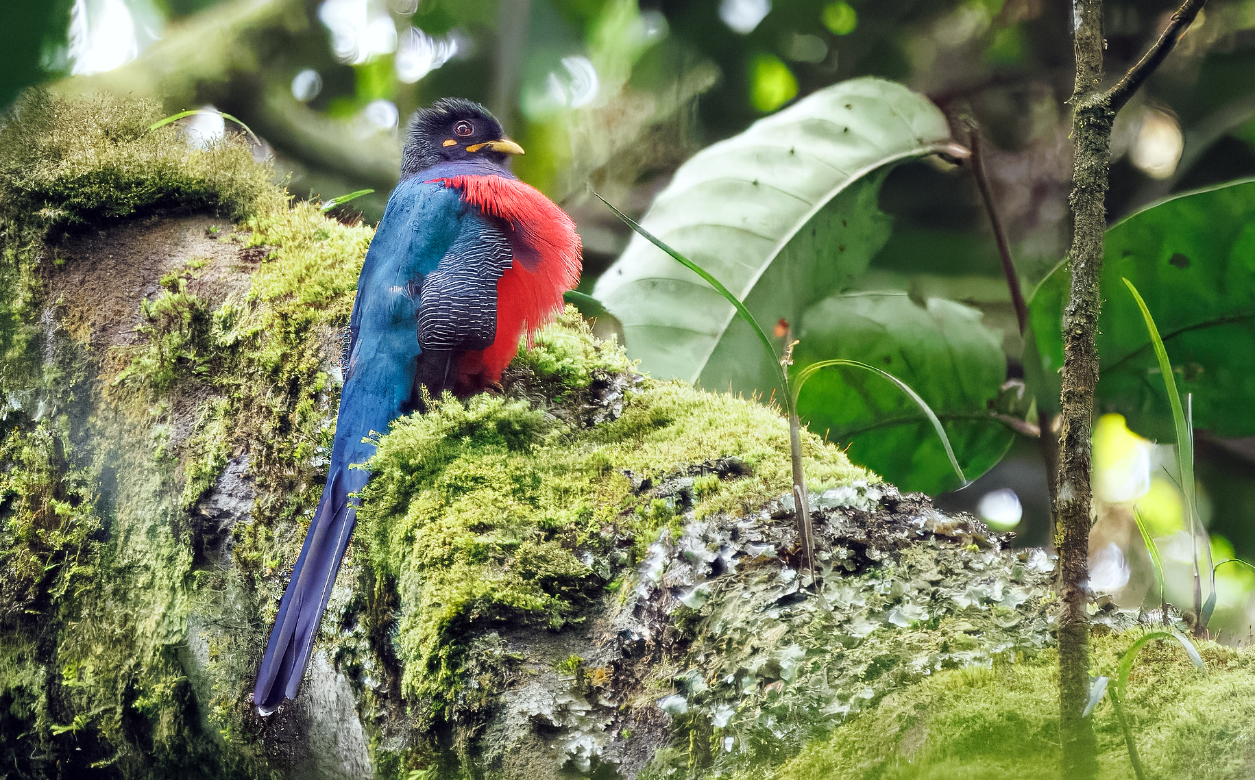 bar tailed trogon 1