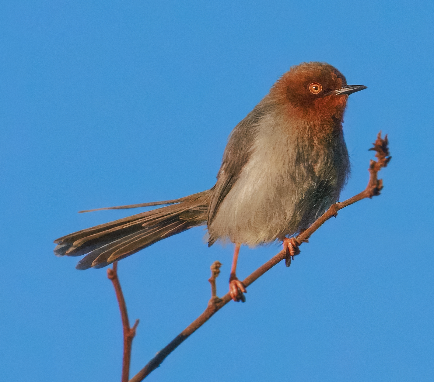 chapinapalis