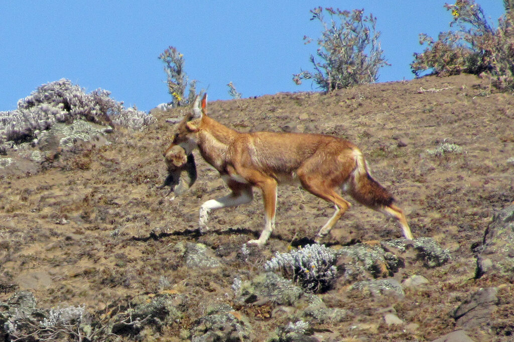 simienwolf