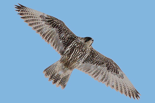 gyrfalconmassimo girfalco topaz sharpen