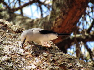 strasemanns bush crow 0502
