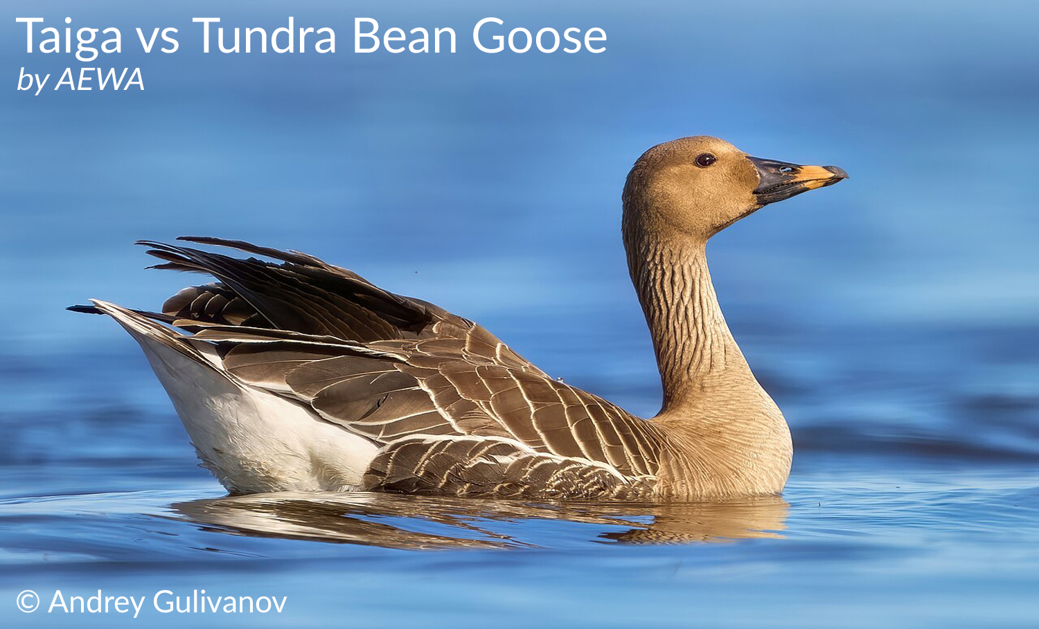 taiga bean goose