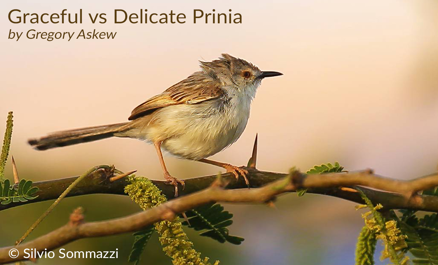 delicateprinia