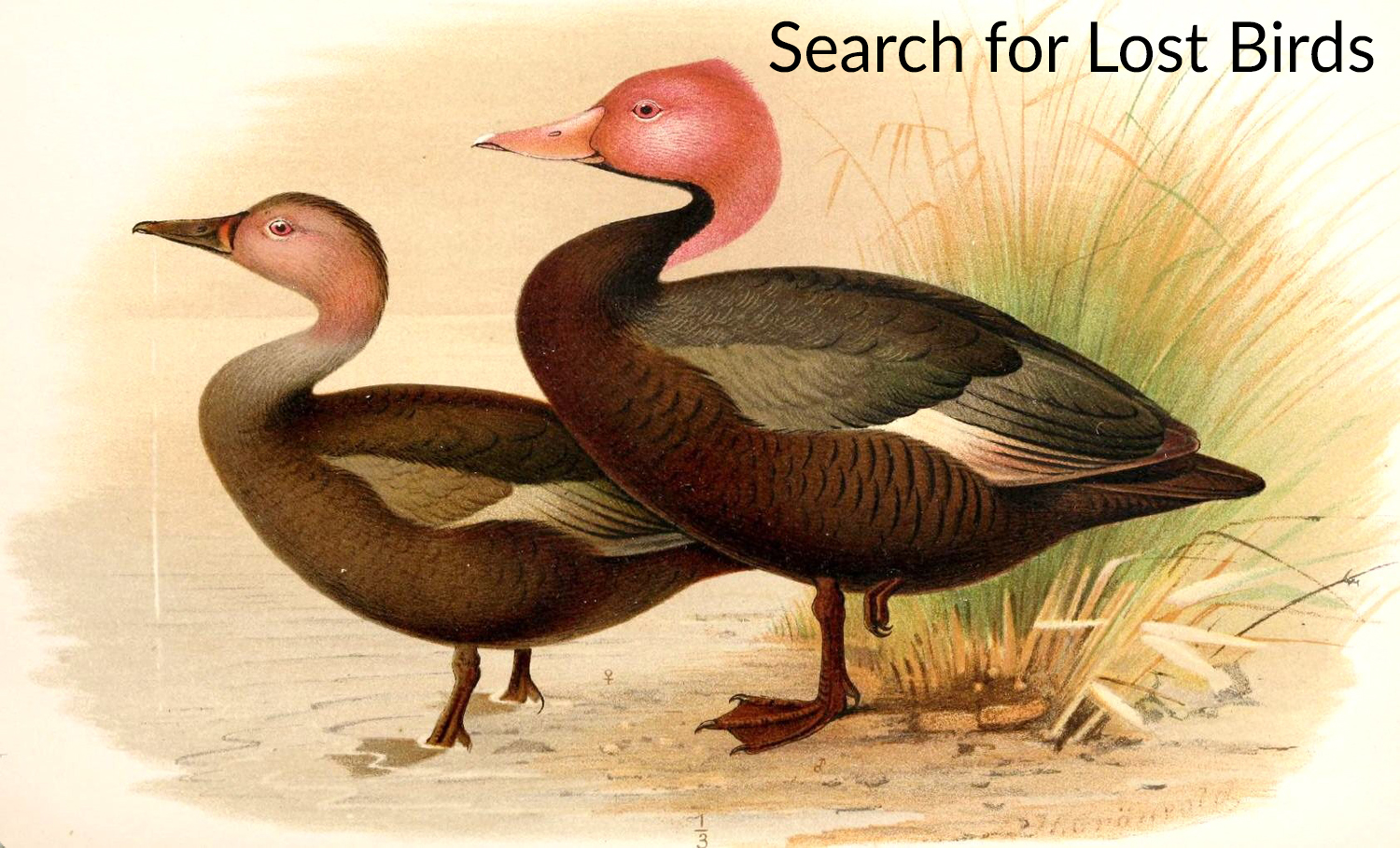 searchlostbirds