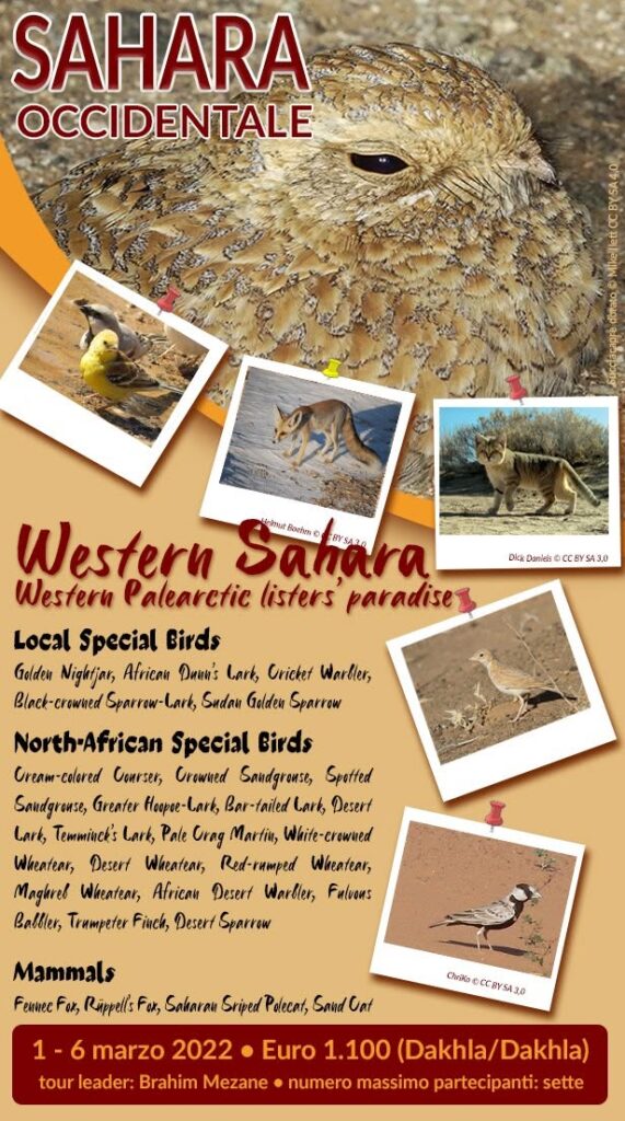volantino western sahara